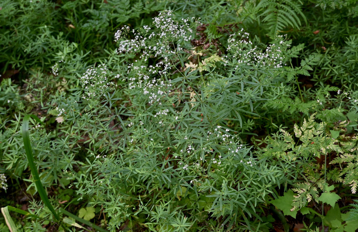 Изображение особи Galium uliginosum.