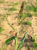 Echinochloa crus-galli. Верхняя часть плодоносящего растения. Ярославская обл., Некрасовский р-н, дер. Чёрная Заводь, Чернореченский рыбхоз, обнажённый грунт. 03.09.2009.