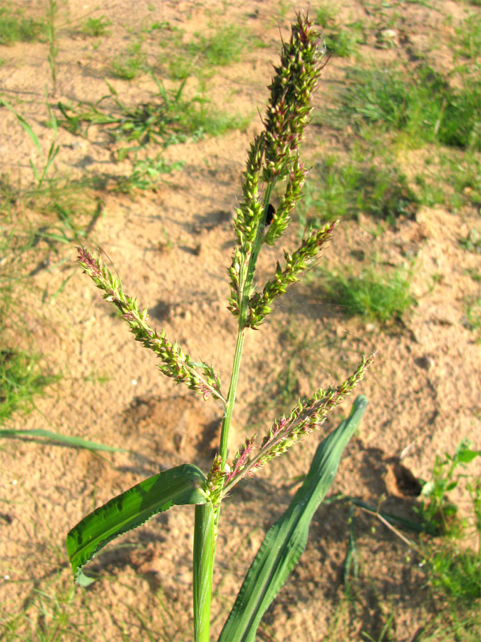 Изображение особи Echinochloa crus-galli.