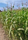 Zea mays. Цветущие и плодоносящие растения. Тульская обл., Заокский р-н, окр. дер. Дворяниново, в культуре. 07.09.2025.