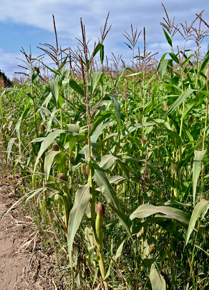 Image of Zea mays specimen.