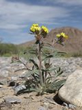 Arnebia tibetana