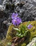 Primula amoena. Цветущее растение. Кабардино-Балкария, Зольский р-н, северный склон горы Эльбрус, ок. 2950 м н.у.м., сырой берег ручейка, на моховой подушке. 10.07.2026.