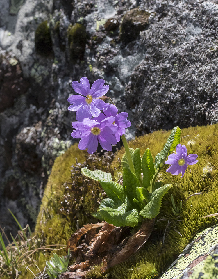 Изображение особи Primula amoena.