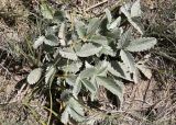 Potentilla nervosa. Прикорневые листья. Кыргызстан, Нарынская обл., Ак-Талинский р-н, предгорье Ферганского хр., 15 км к юго-западу от с. Кош-Дёбё; 2650 м н.у.м., альпийский луг. 08.07.2026.