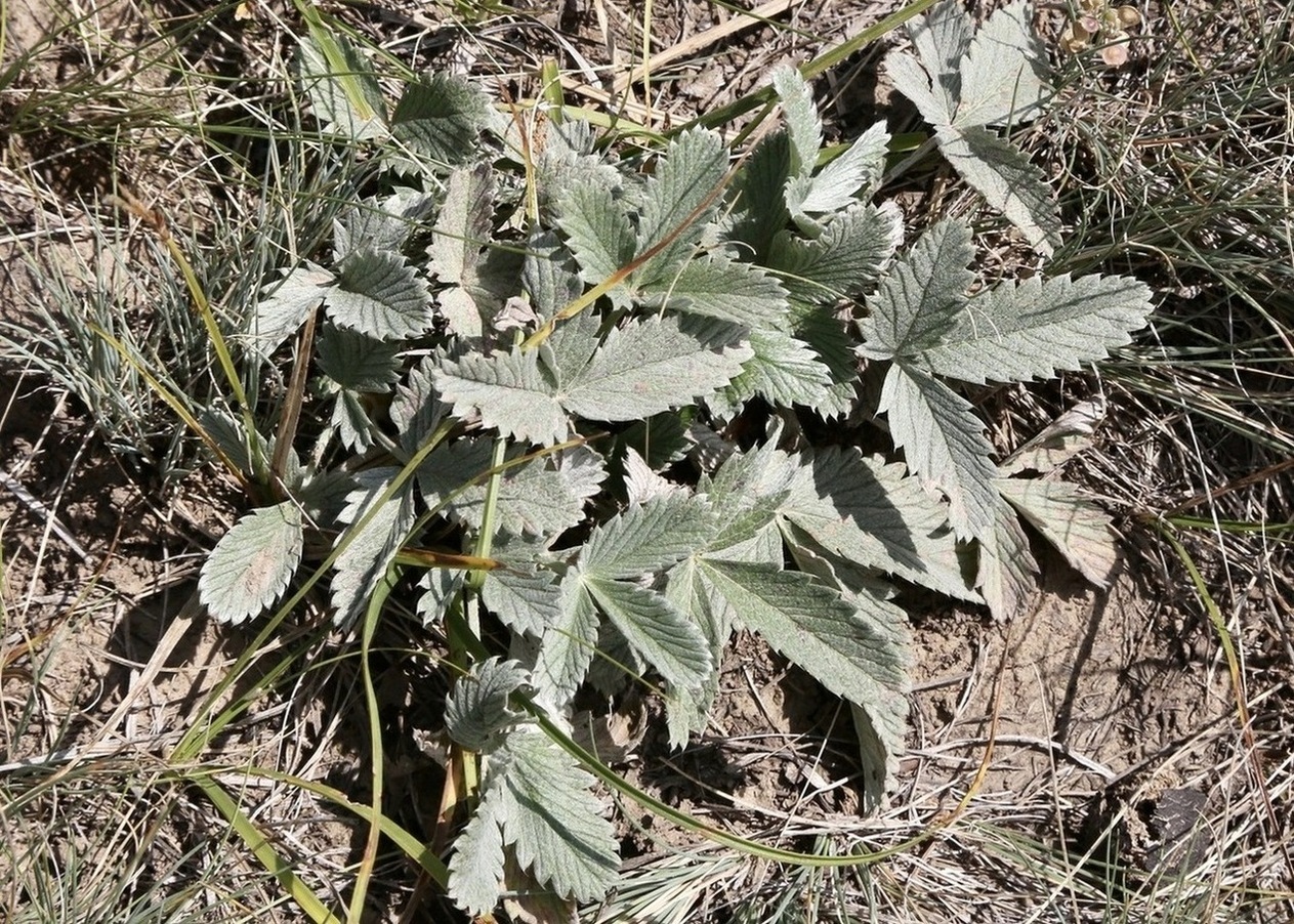 Image of Potentilla nervosa specimen.