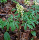 Corydalis marschalliana. Цветущее растение. Крым, Ангарский перевал. 30.04.2011.