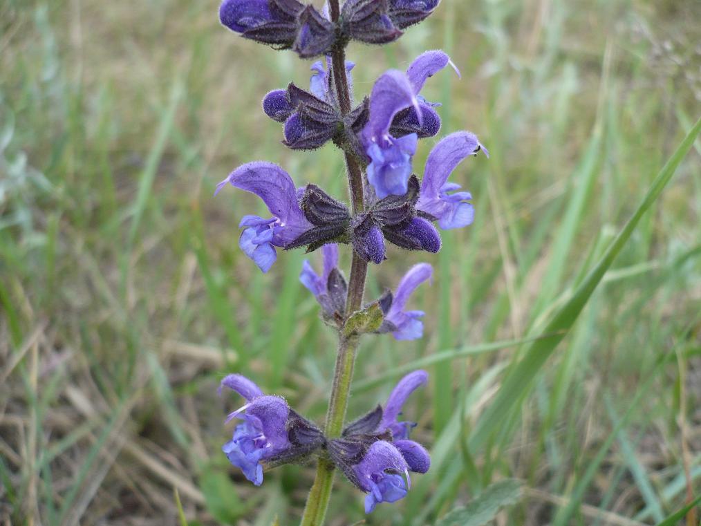 Image of Salvia stepposa specimen.