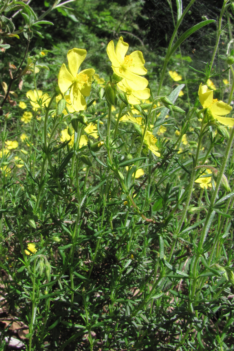 Изображение особи Fumanopsis laevis.