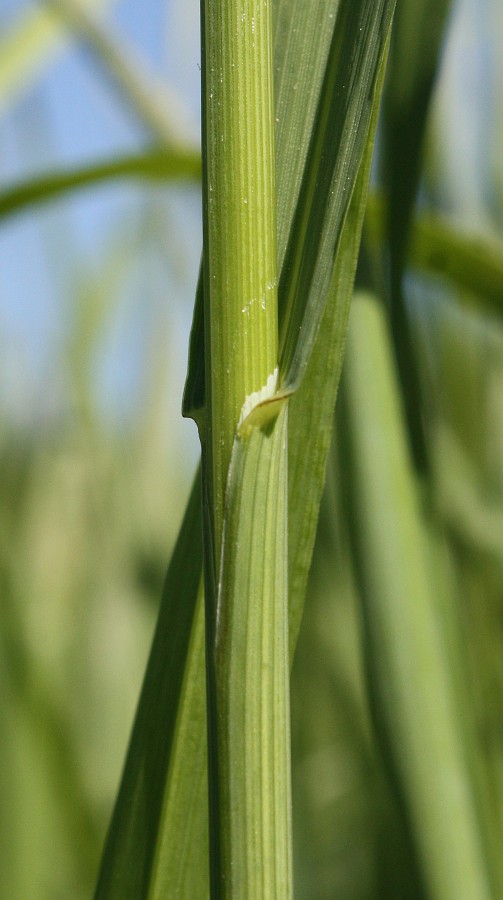 Изображение особи Bromopsis inermis.