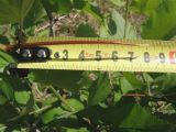 Crataegus arnoldiana. Растущая колючка. Окр. Томска, собственный питомник, в культуре. 19 июня 2011 г.