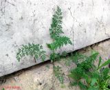 Daucus carota. Отрастающее после зимовки растение. Украина, Киев, Южная Борщаговка, ул. Булгакова. 18 мая 2011 г.