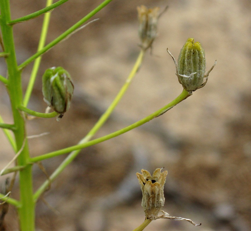 Image of Ornithogalum tempskyanum specimen.