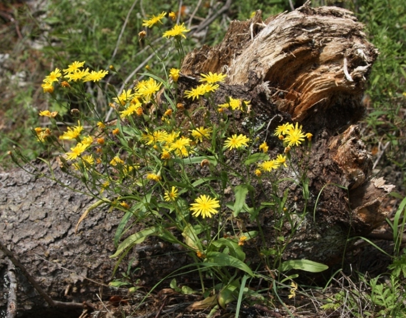 Изображение особи Crepis foliosa.