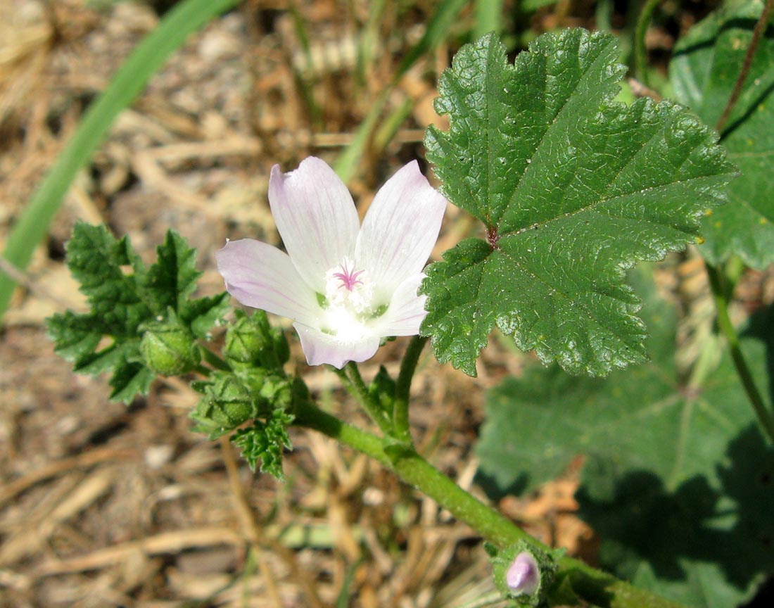 Изображение особи Malva neglecta.