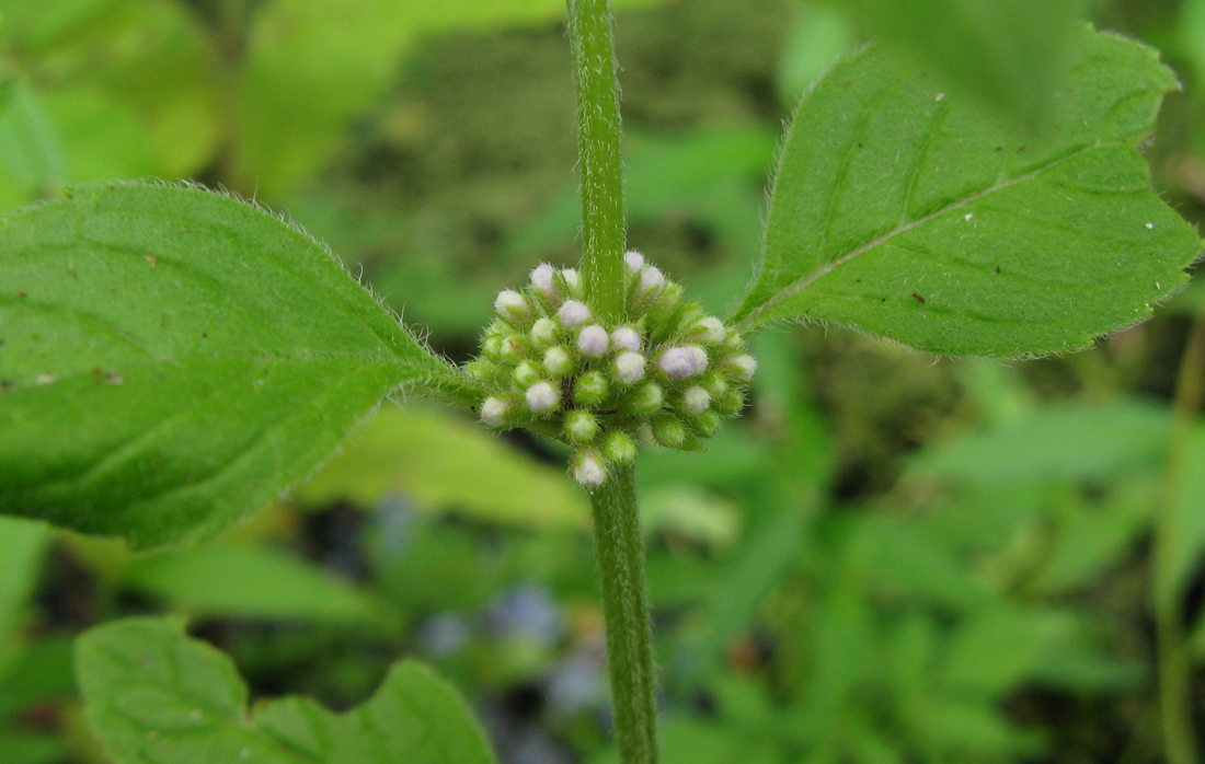 Изображение особи Mentha arvensis.