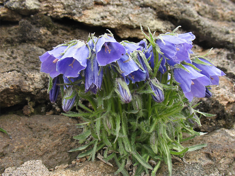 Изображение особи Campanula alpina.