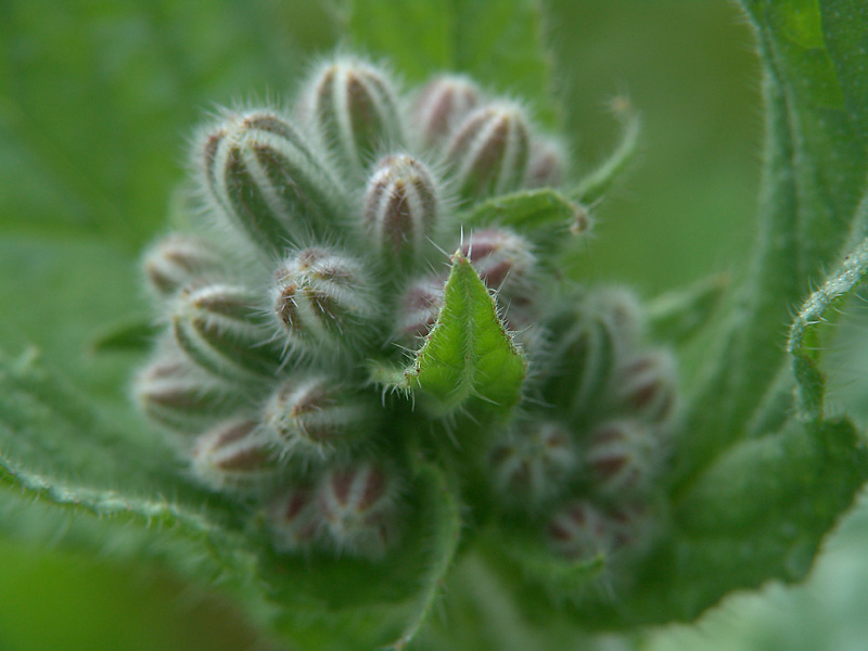 Изображение особи Borago officinalis.