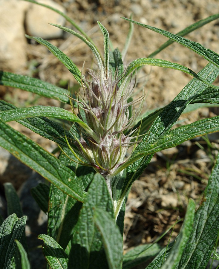 Изображение особи Phlomis mindshelkensis.