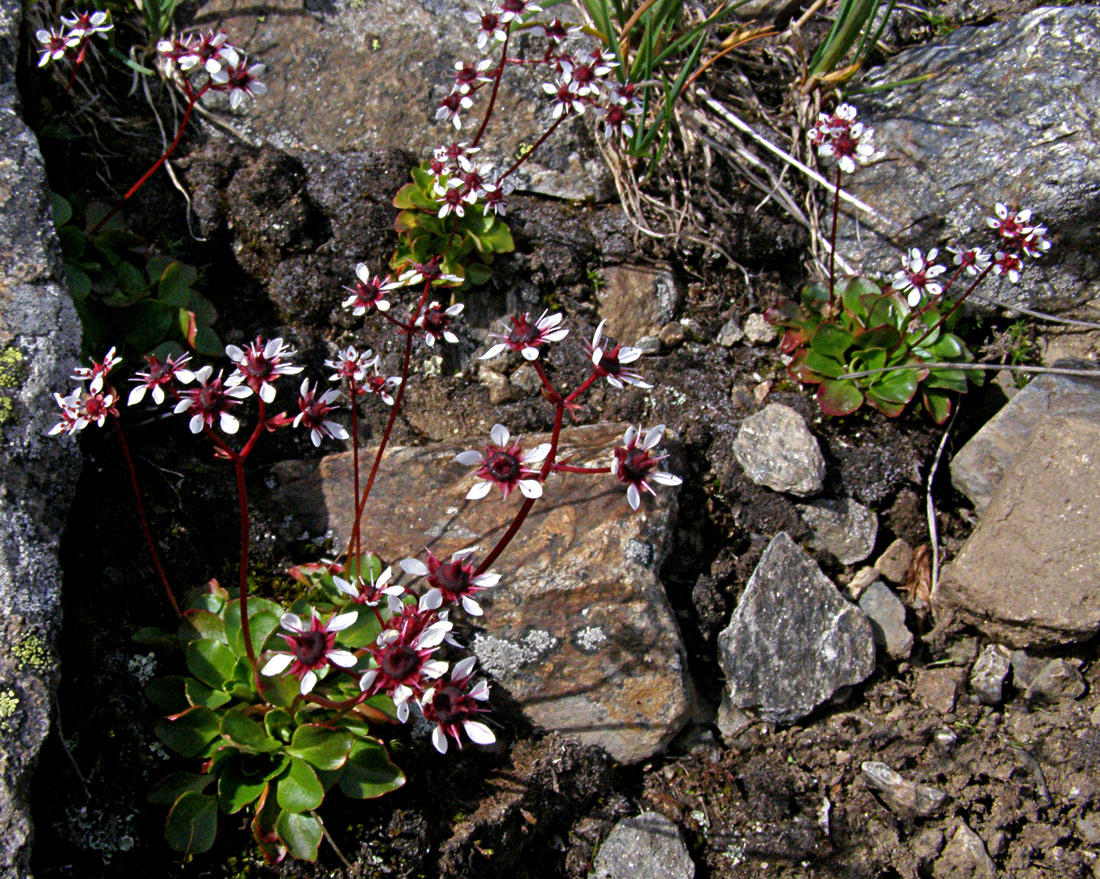 Image of Micranthes melaleuca specimen.