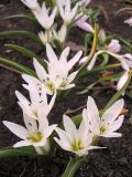 Colchicum hungaricum