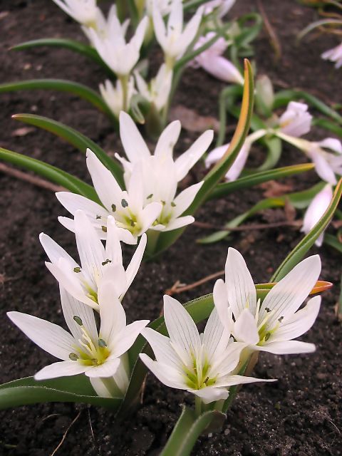 Изображение особи Colchicum hungaricum.