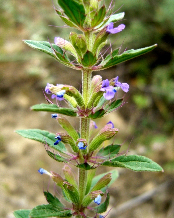 Image of Lallemantia royleana specimen.