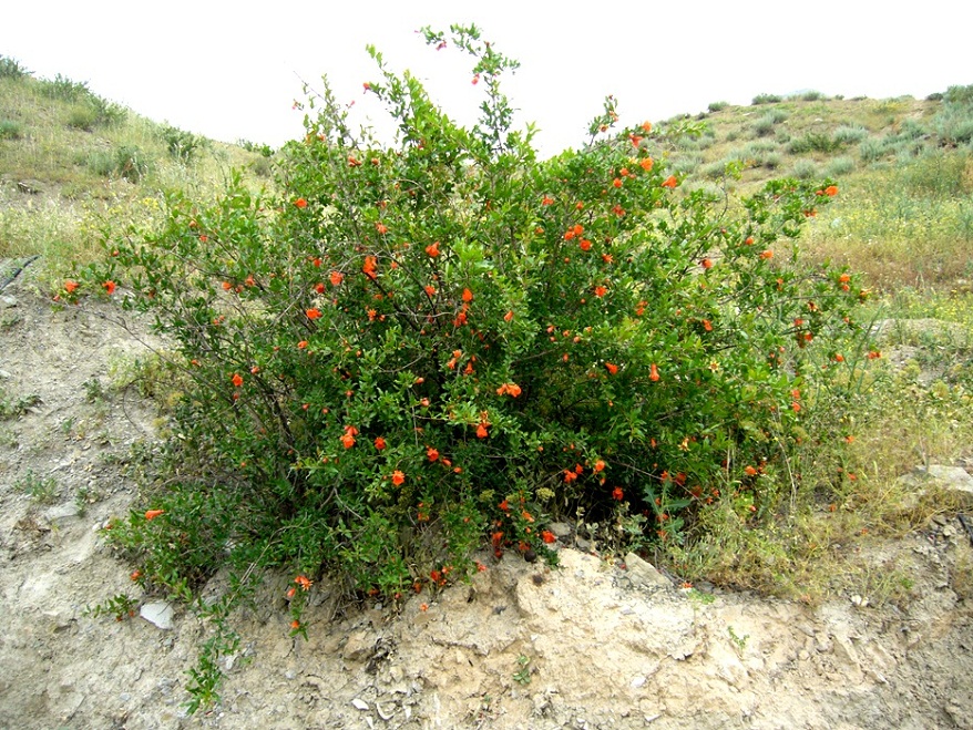 Image of Punica granatum specimen.