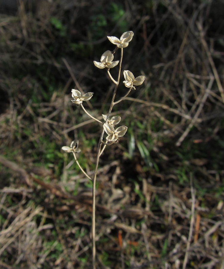 Image of Prospero autumnale specimen.