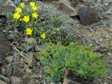 Euphorbia pachyrrhiza. Плодоносящее растение (на заднем плане - Helianthemum songaricum). Казахстан, Алматинская обл., Райымбекский р-н, горы Кулуктау, перевал Кегеньский. 11.05.2011.