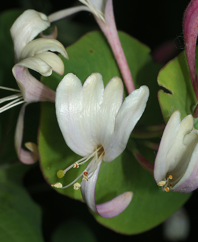 Изображение особи Lonicera caprifolium.