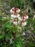 Pyrola grandiflora