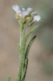 Neotorularia korolkowii