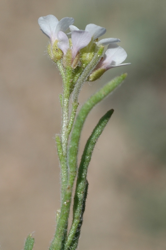 Image of Neotorularia korolkowii specimen.