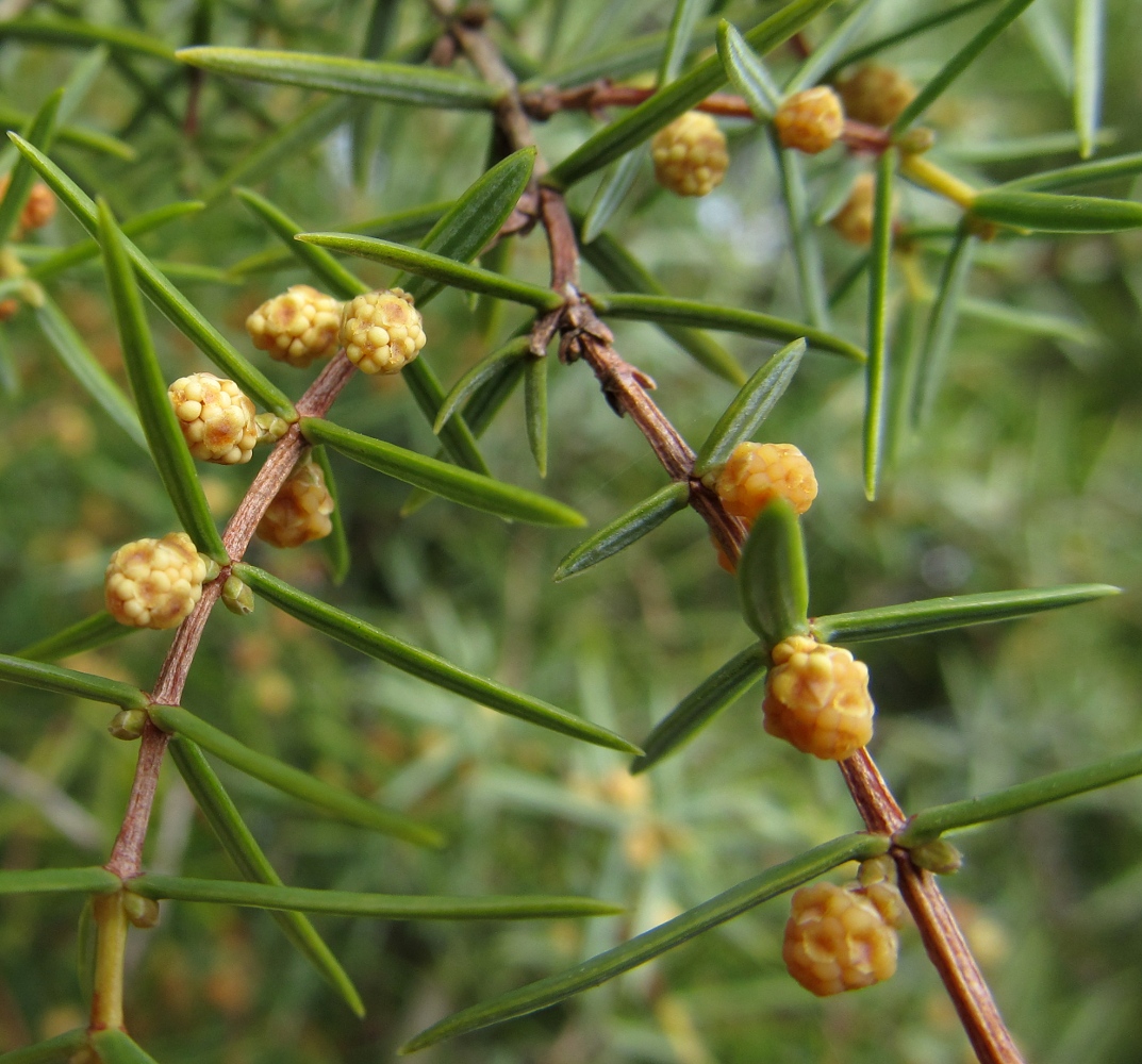 Изображение особи Juniperus oxycedrus.