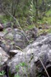 Festuca rubra