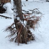 Alnus glutinosa. Основание ствола взрослого дерева с придаточными(?) корнями, вымытое из песка штормом. Ленинградская обл., морское побережье в р-не пос. Большая Ижора. 13.01.2012.