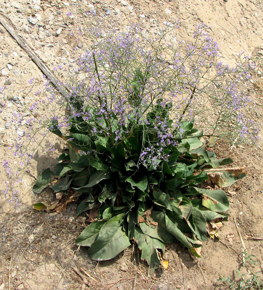 Изображение особи Limonium scoparium.