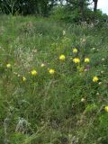 Centaurea orientalis