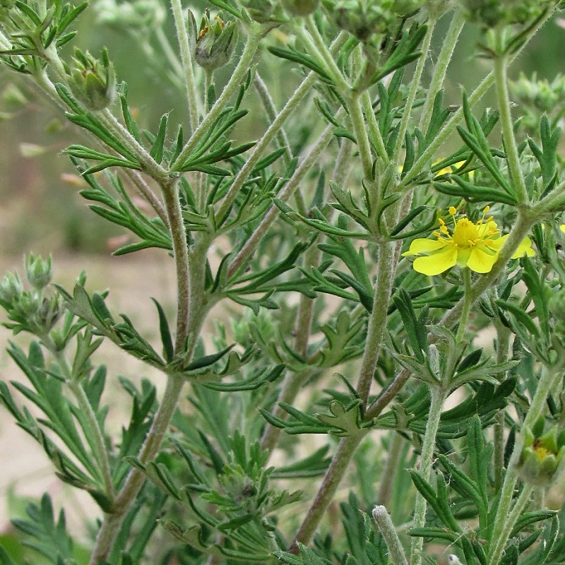 Изображение особи Potentilla argentea.