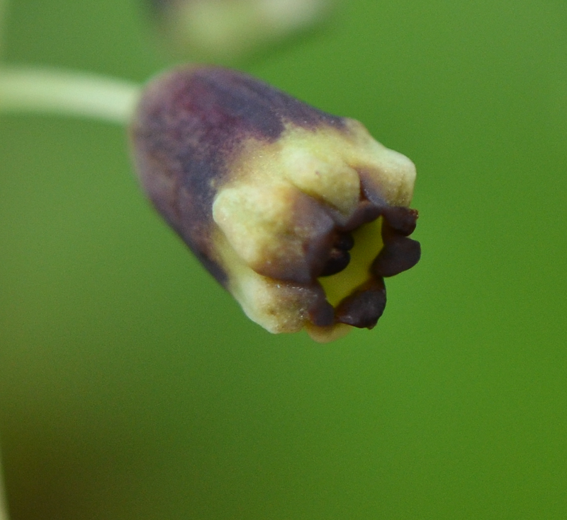 Изображение особи Leopoldia bicolor.