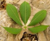 Ceiba speciosa