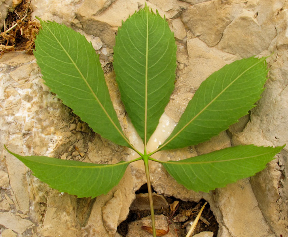 Image of Ceiba speciosa specimen.