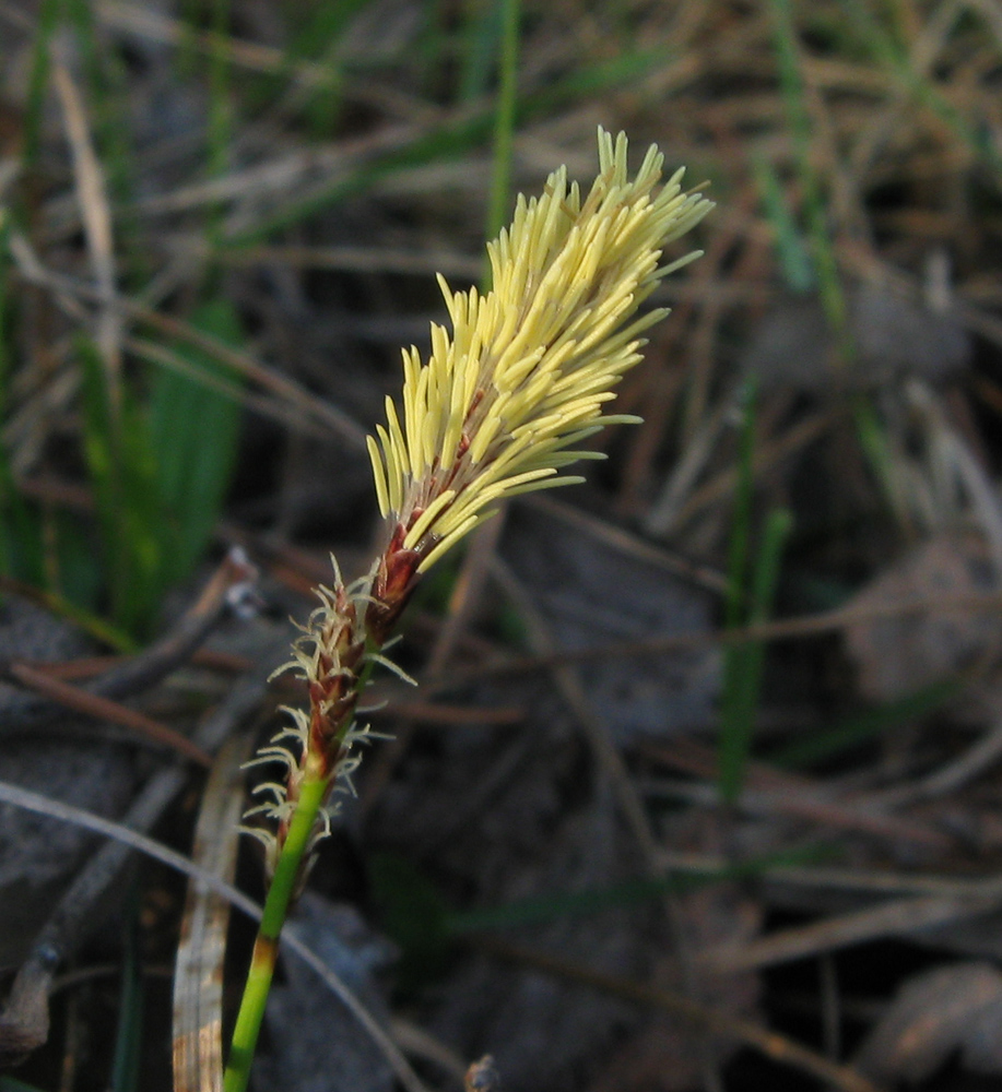 Изображение особи Carex ericetorum.