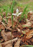 Anemone amurensis