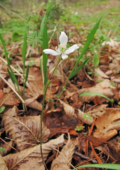 Изображение особи Anemone amurensis.