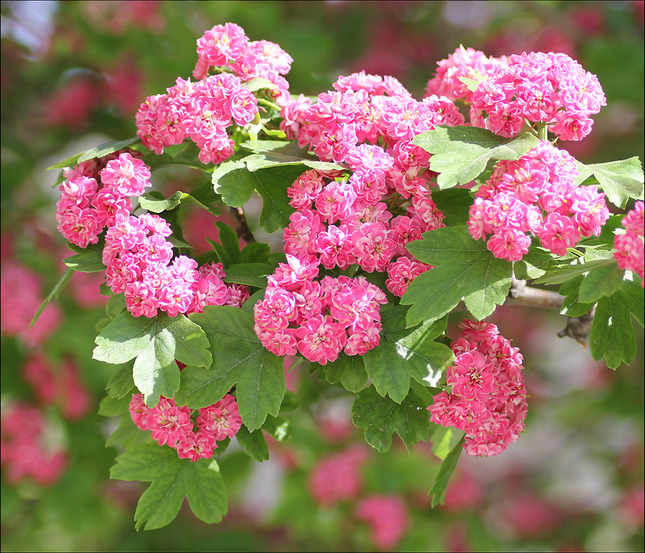 Image of Crataegus &times; media specimen.