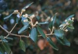 Quercus suber. Ветвь с незрелыми плодами. Крым, Никитский ботанический сад. 13.08.2007.
