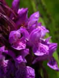 Dactylorhiza incarnata