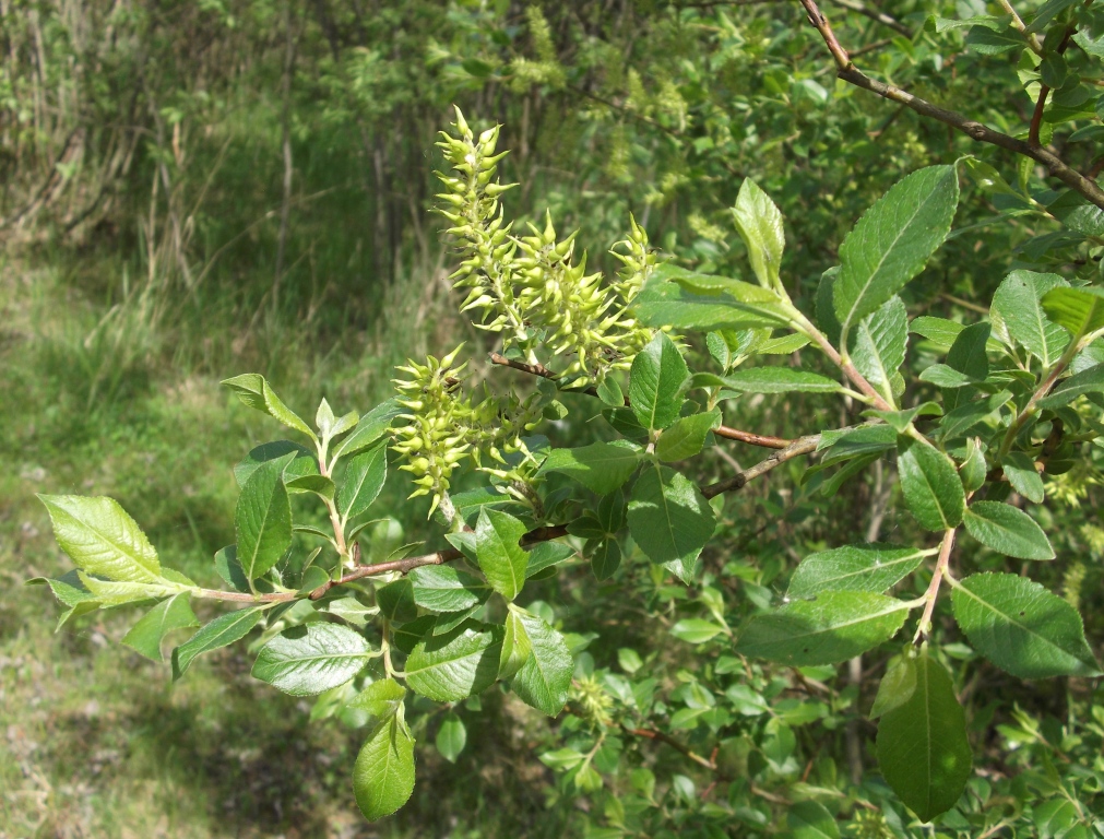 Image of Salix myrsinifolia specimen.